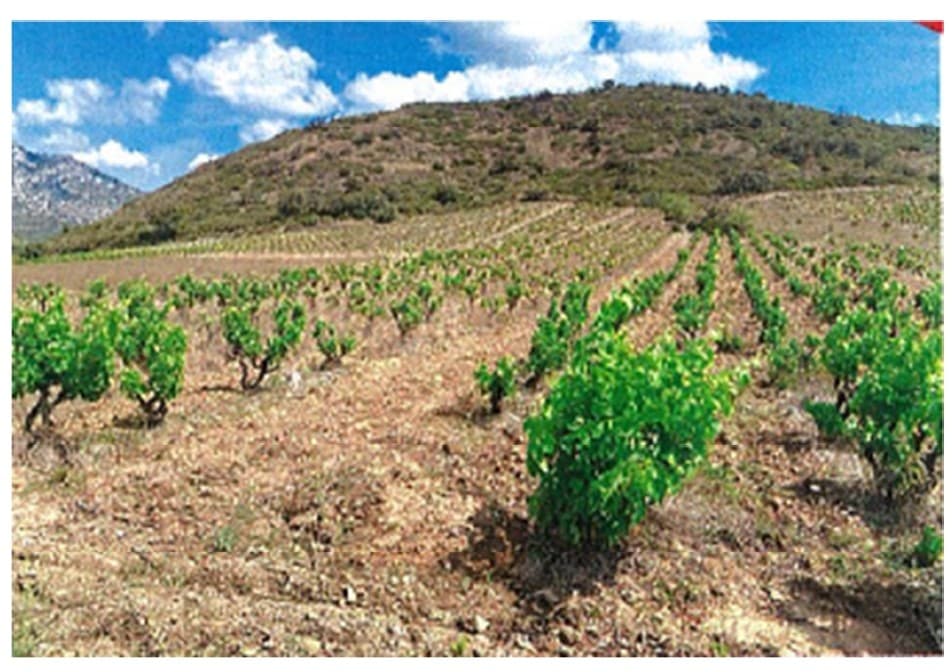 Vignoble - 1.3 ha - Maury