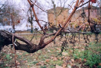 Propriété rurale agriculture biologique - 8 ha 82 - Berson (gironde) - Image 2