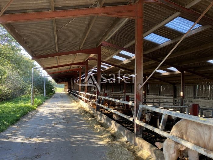 Exploitation agricole en vaches allaitantes et lapins à la vente